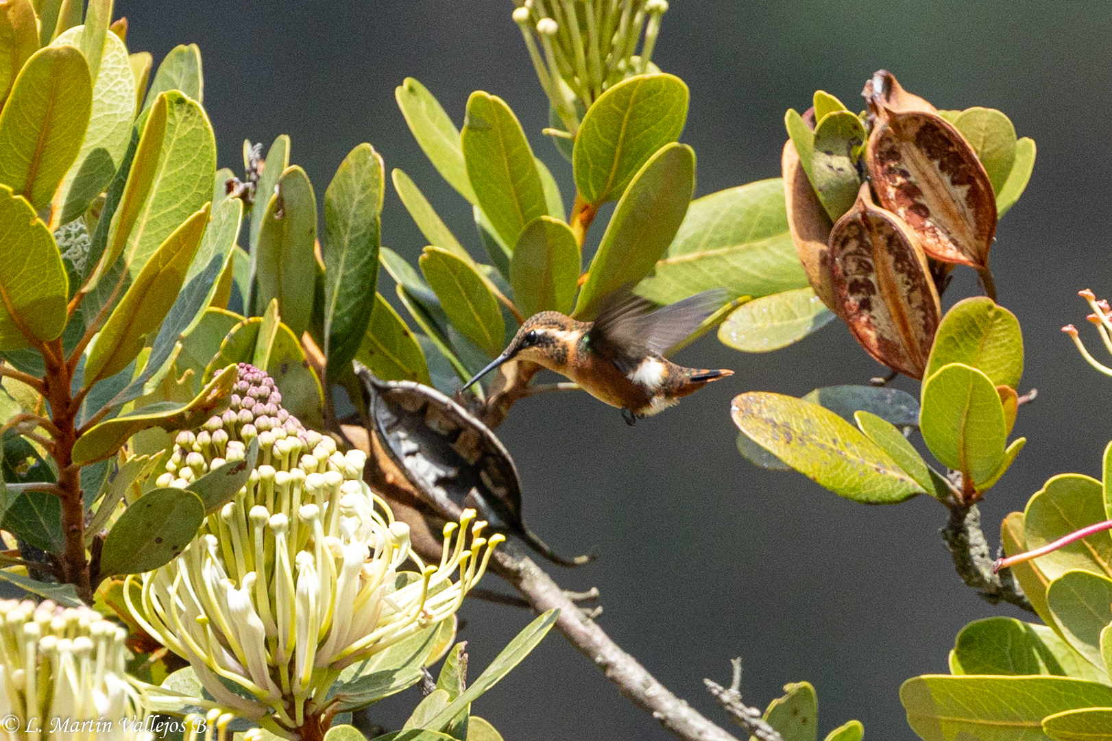 Little Woodstar (Chaetocercus bombus), photo 3