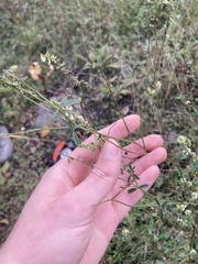 Melilotus albus image