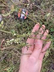 Melilotus albus image
