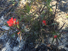 Castilleja affinis