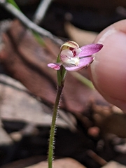 Small-flowered Caladenia (Caladenia pusilla)