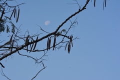 Leucaena diversifolia