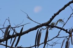 Leucaena diversifolia