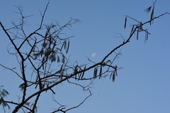 Leucaena diversifolia