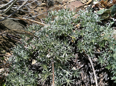 Lupinus albifrons collinus