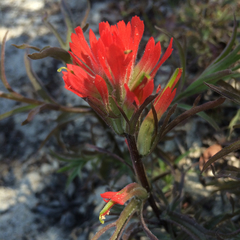Castilleja affinis