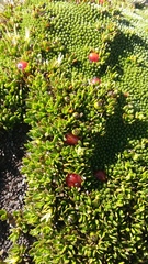 Coprosma niphophila