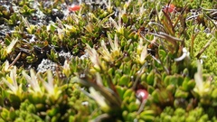Coprosma niphophila