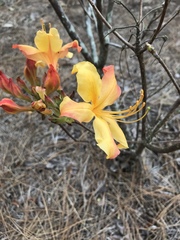 Rhododendron austrinum