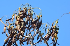 Gyrocarpus mocinoi