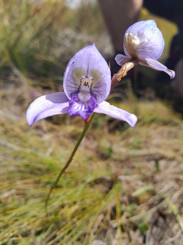 Image of Disa purpurascens by (c) Rebecca Lain, some rights reserved (CC BY-SA)