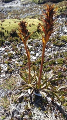 Aciphylla hectori