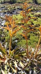 Aciphylla hectori