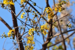 Gaudichaudia hexandra