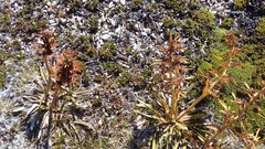 Aciphylla hectori