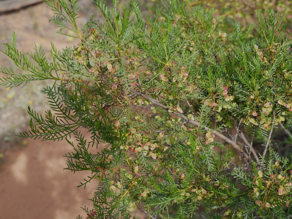 Dodonaea inaequifolia from Holmwood WA 6522, Australia on September 5 ...