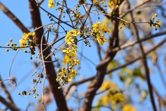 Gaudichaudia hexandra