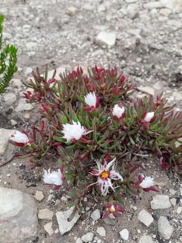 Image of Lampranthus ceriseus by (c) Rebecca Lain, some rights reserved (CC BY-SA)