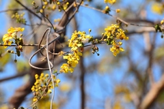 Gaudichaudia hexandra