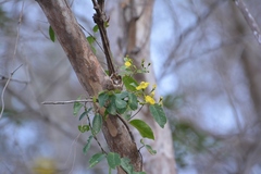 Stigmaphyllon ellipticum