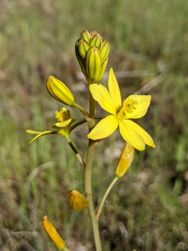 Bulbine bulbosa