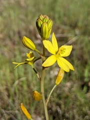Bulbine bulbosa