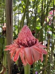 Etlingera elatior image