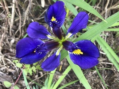 Iris brevicaulis