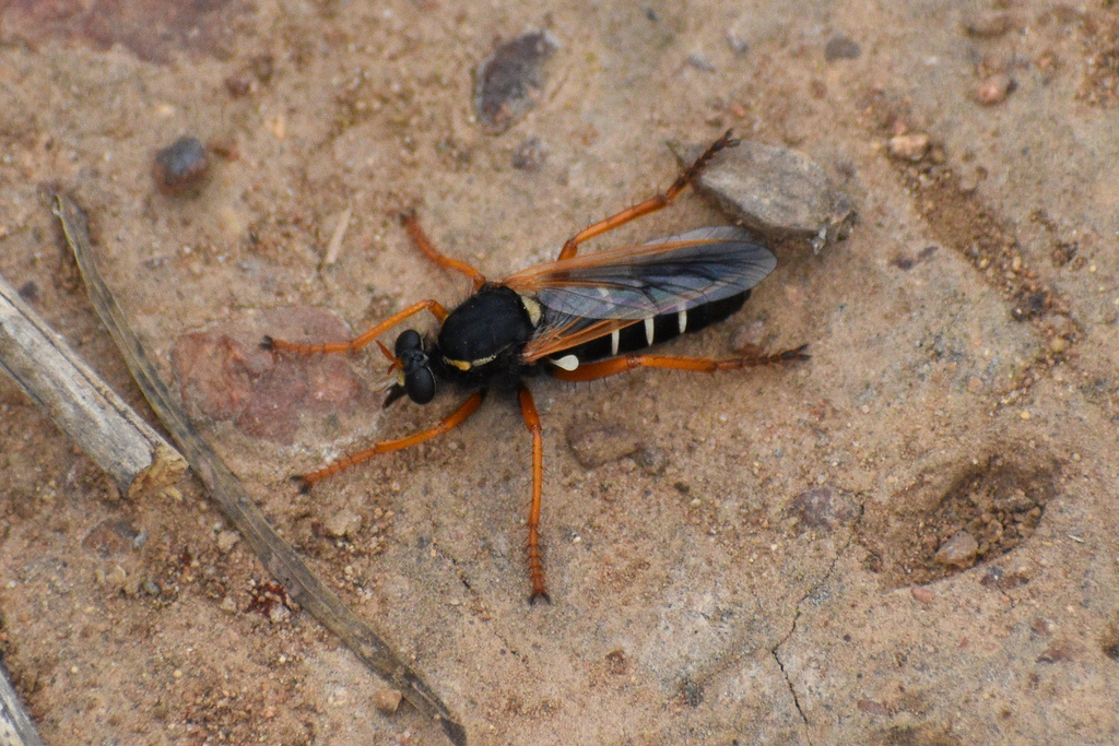 Saropogon fulvicornis
