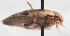 Coptotomus