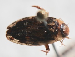 Coptotomus