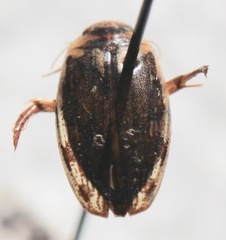 Coptotomus