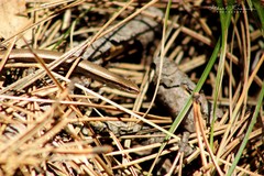 Ablepharus kitaibelii