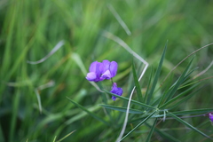 Lathyrus cyaneus