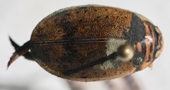Thermonectus nigrofasciatus