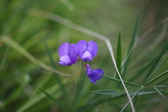 Lathyrus cyaneus