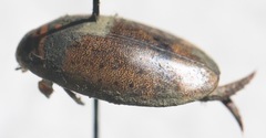 Thermonectus nigrofasciatus