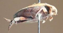 Thermonectus nigrofasciatus