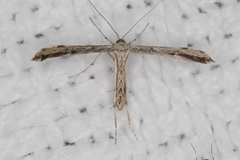 Hellinsia inquinatus