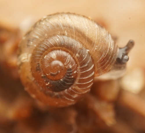 Paralaoma hobarti observed 2022-09-21