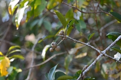 Pisonia donnellsmithii