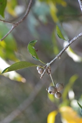 Pisonia donnellsmithii