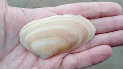 Amarilladesma mactroides