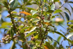 Forestiera rhamnifolia