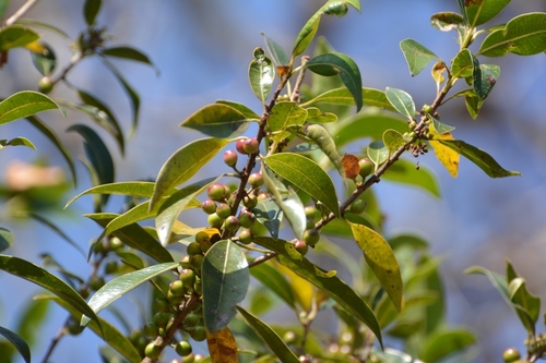 Caca ravet (Forestiera rhamnifolia)