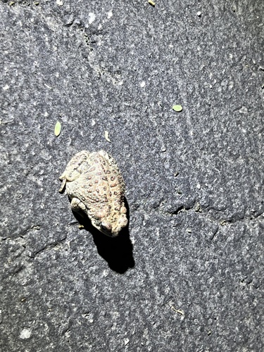 iNaturalist observation photo of Red-spotted Toad