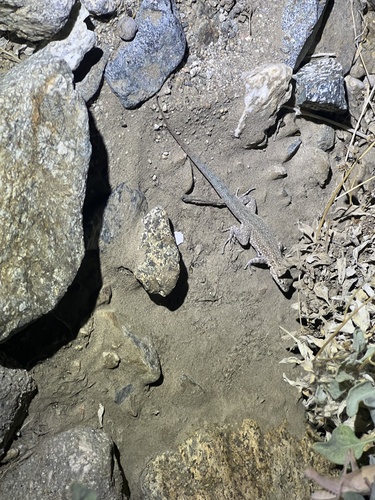iNaturalist observation photo of Western Side-blotched Lizard