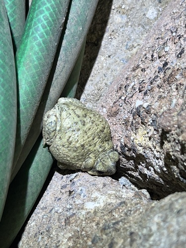 iNaturalist observation photo of Red-spotted Toad