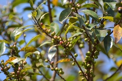 Forestiera rhamnifolia