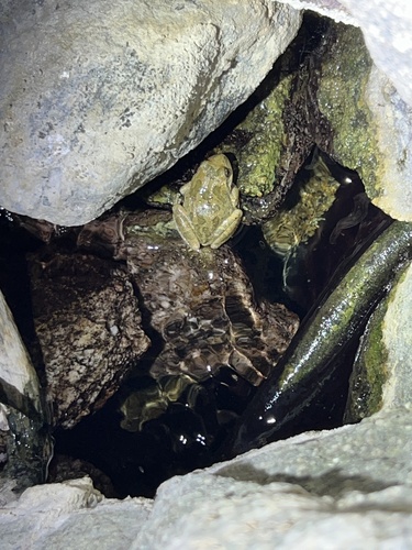 iNaturalist observation photo of California Tree Frog